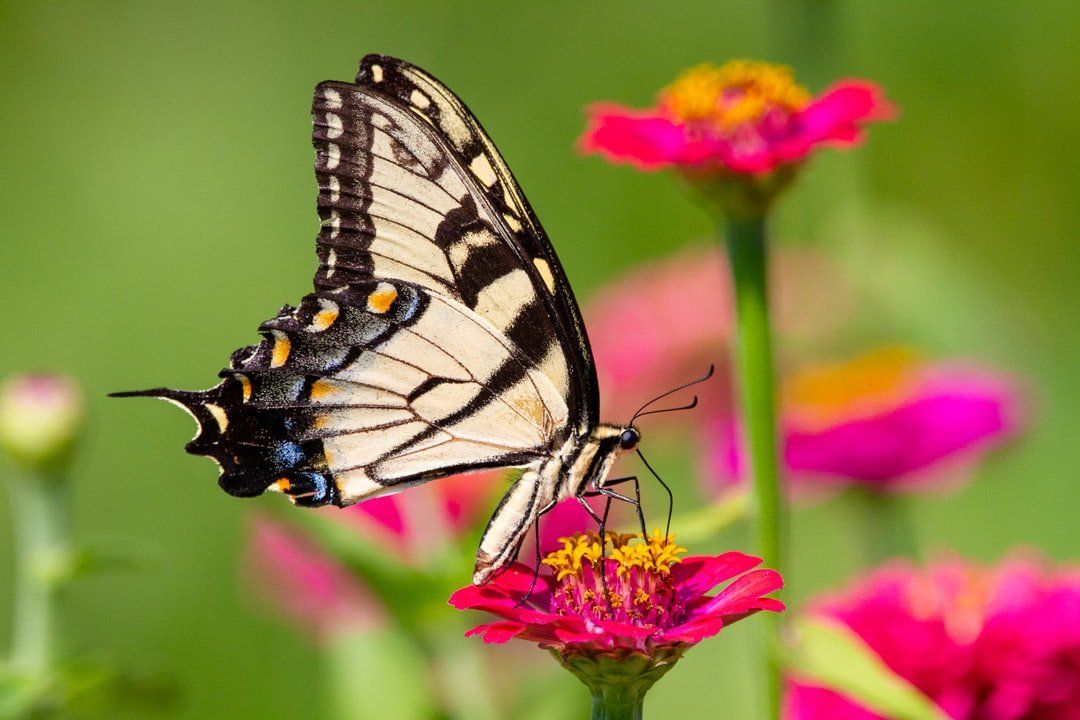 a butterfly is perched on a pink flower
