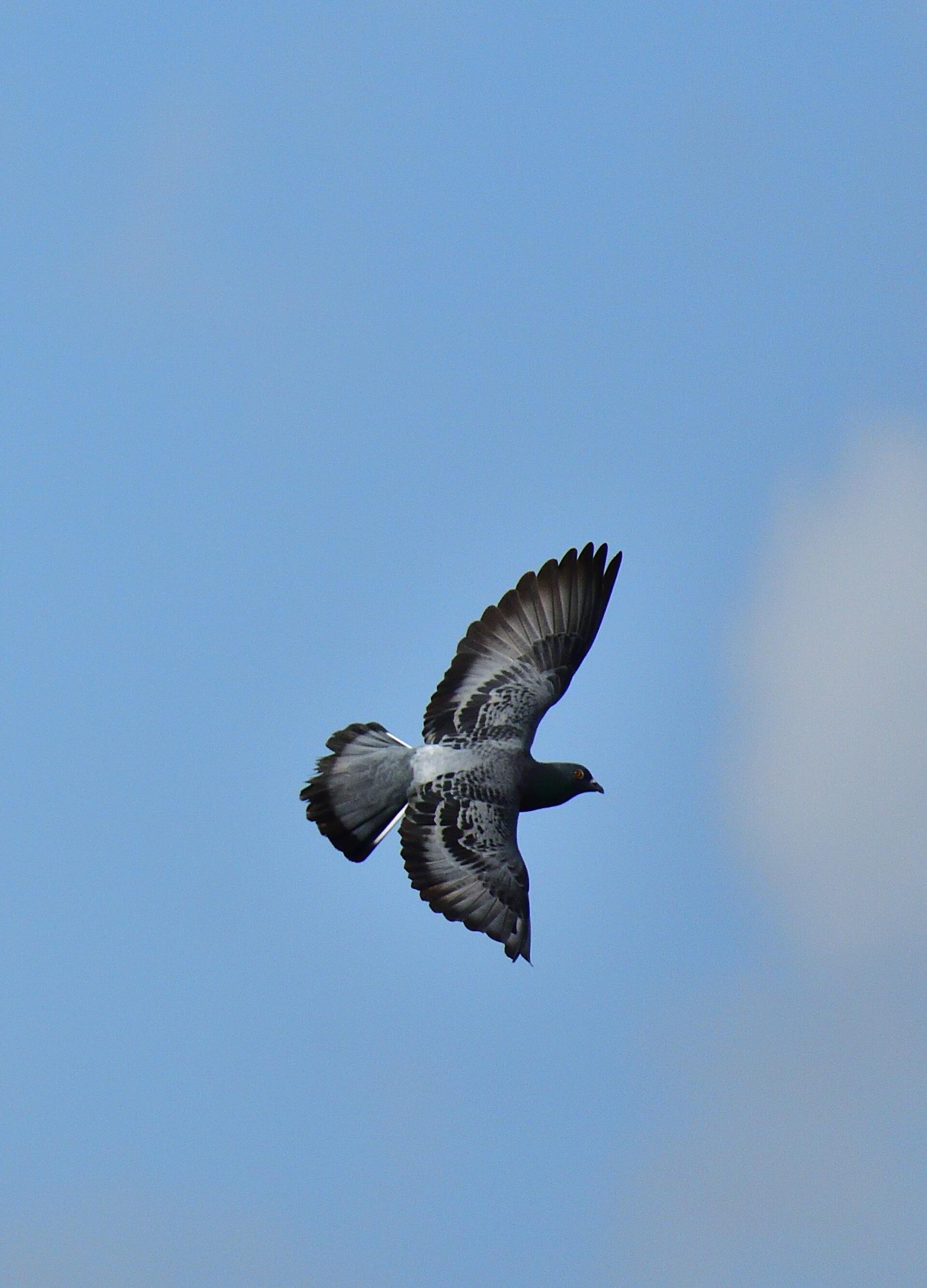 A pigeon is flying through a blue sky with its wings spread