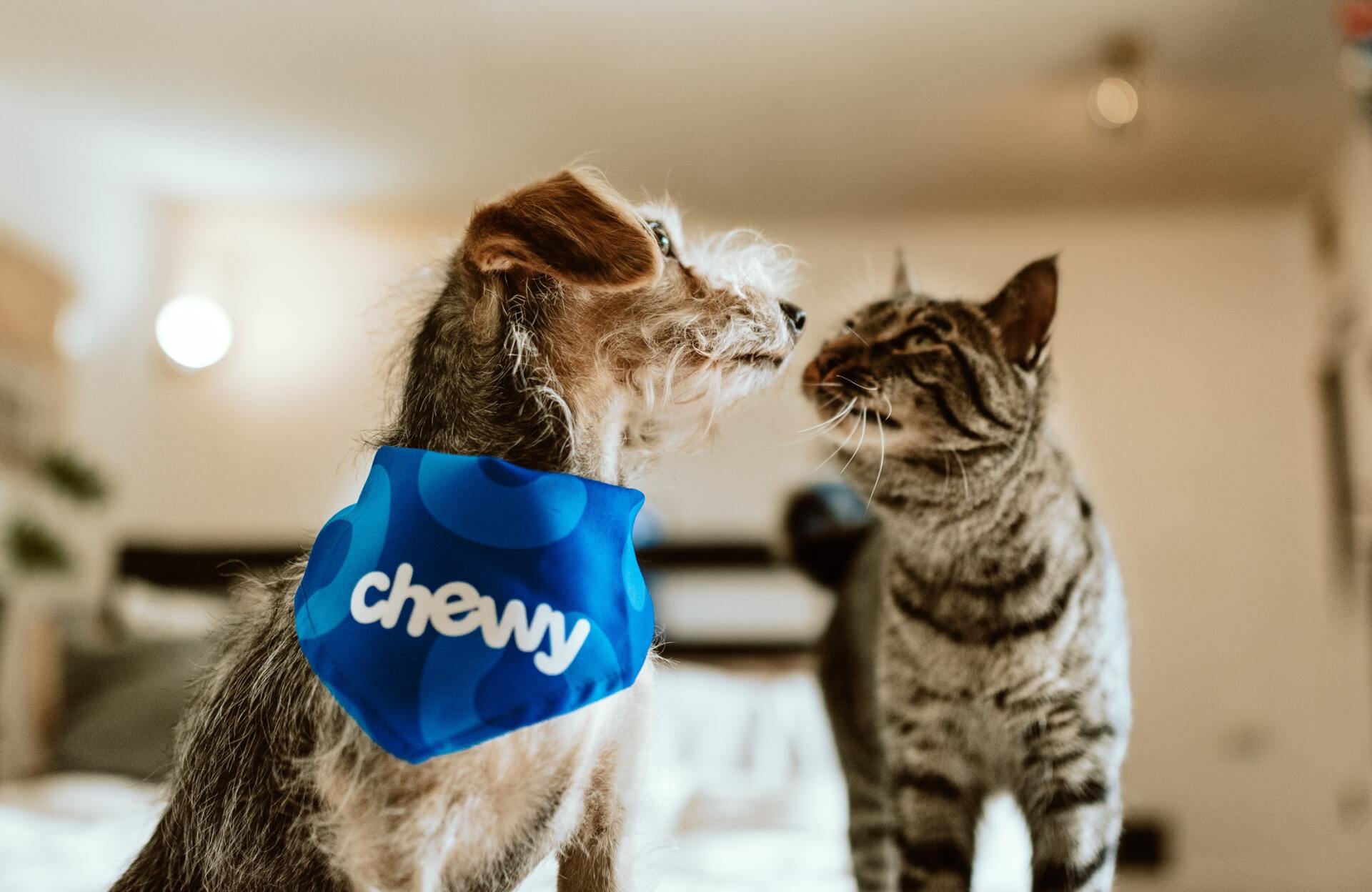 a dog wearing a chewy bandana looks at a cat