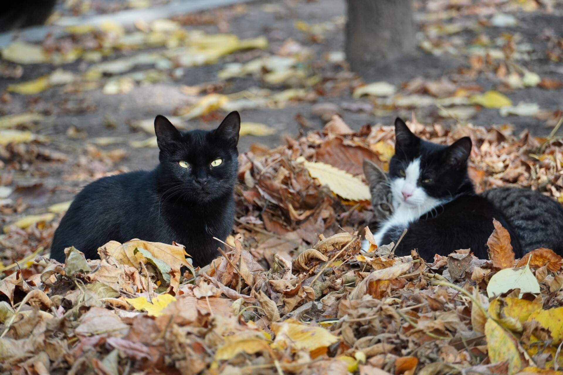 are onions poisonous to dogs and cats