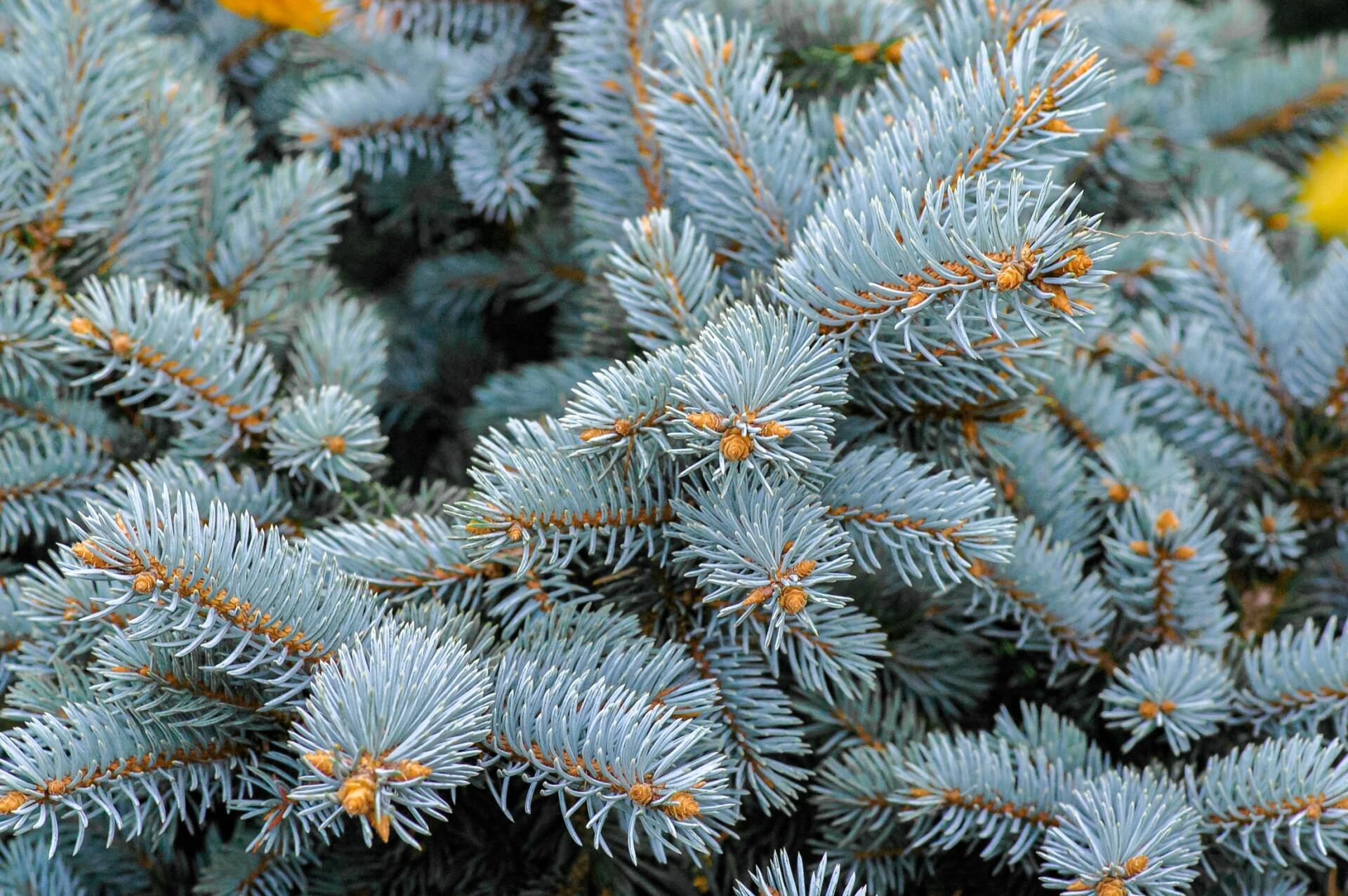 Christmas tree, blue spruce