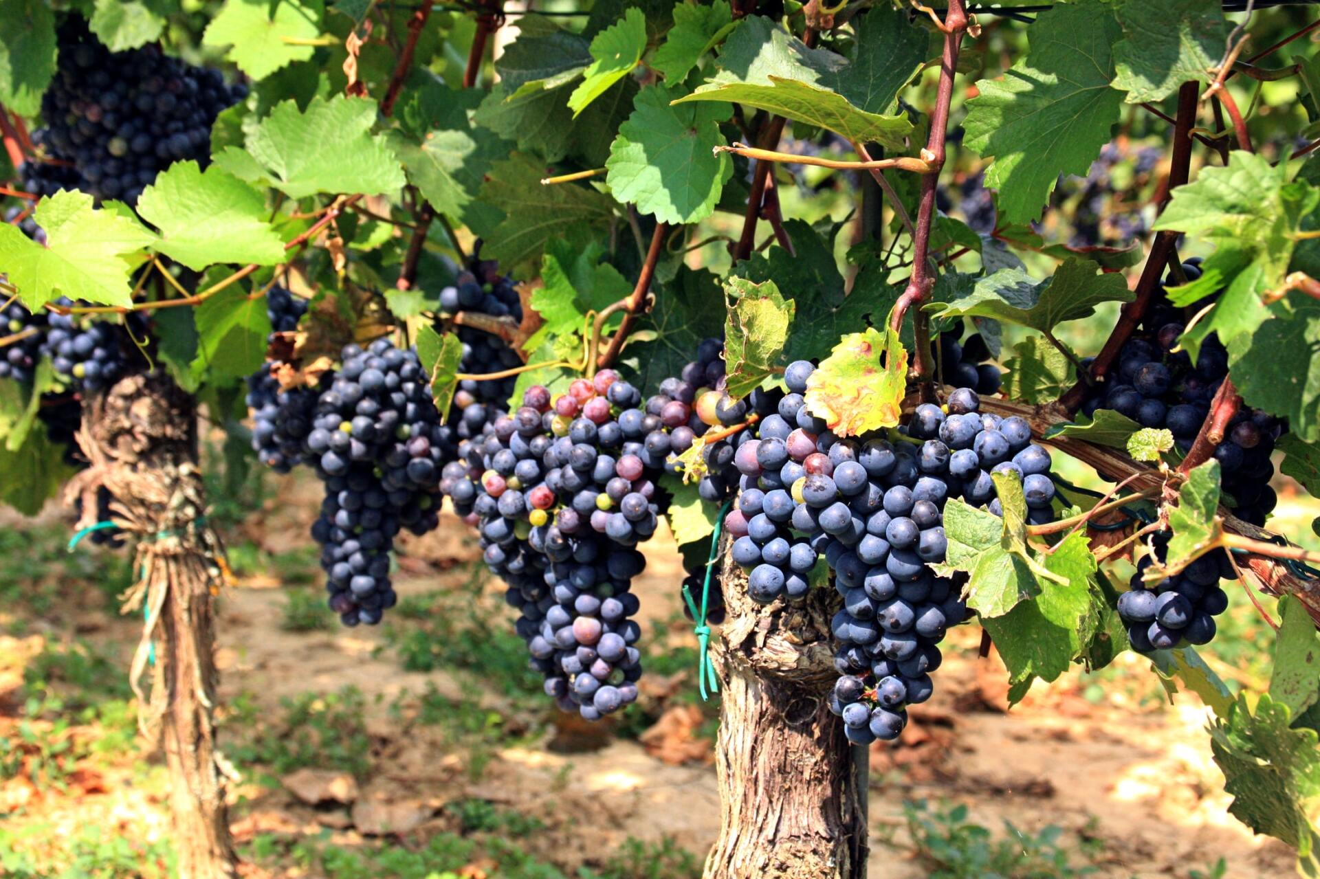 A bunch of grapes hanging from a vine in a vineyard