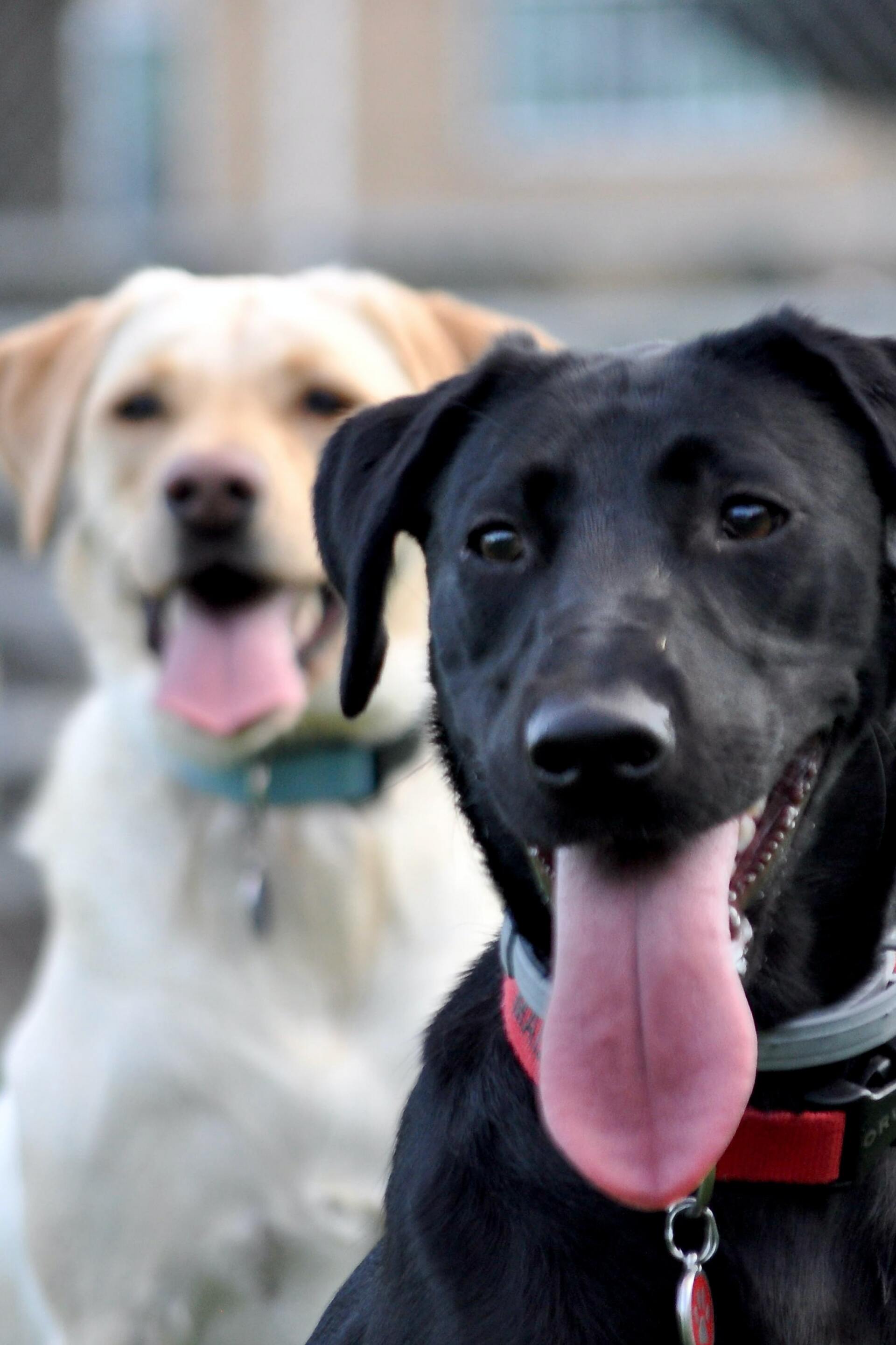 A black dog with its tongue hanging out next to a white dog