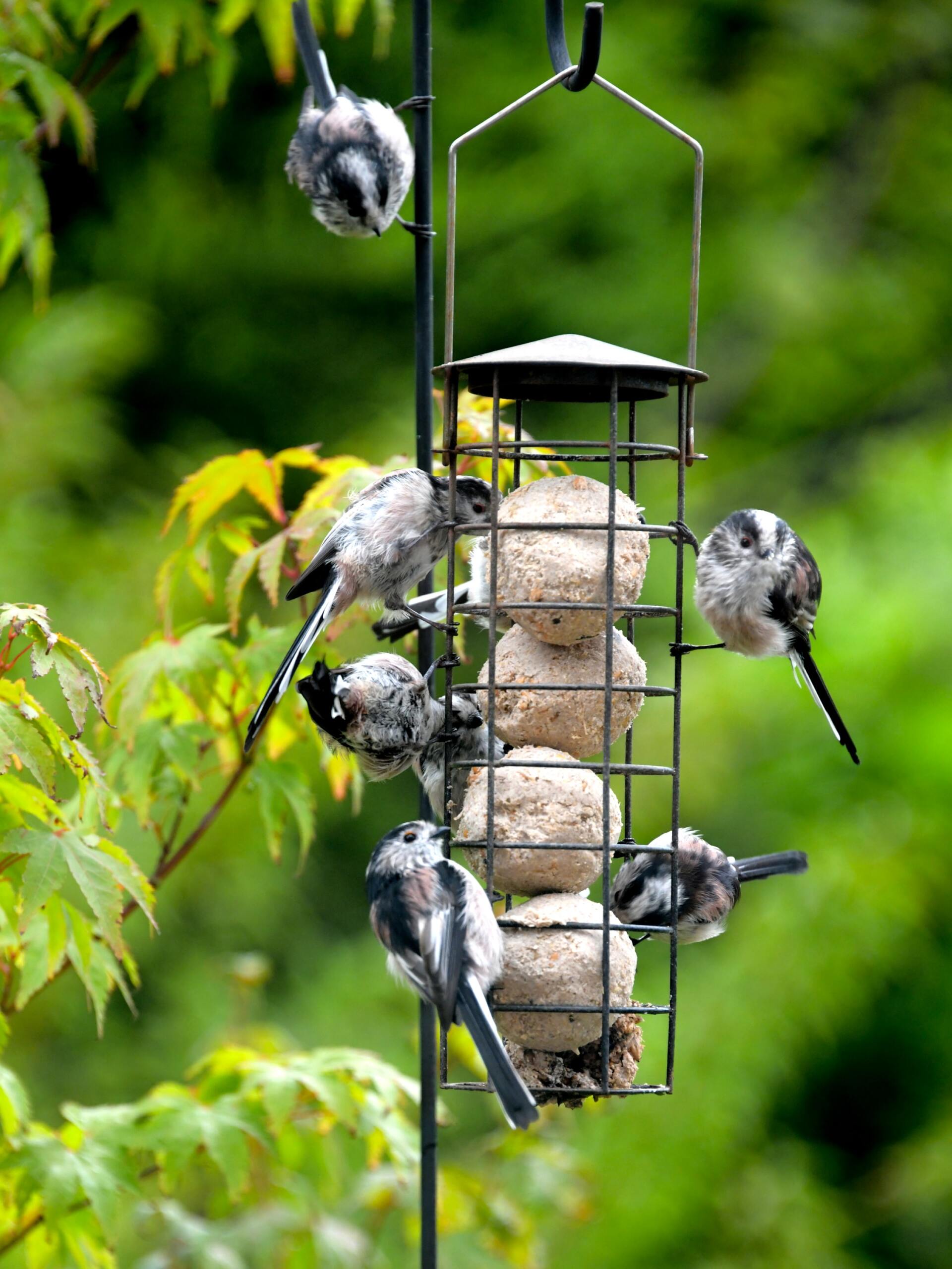 where to put a bird feeder. Birdersmarket Free online birdwatching magazine