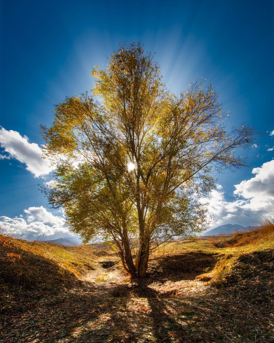 The sun is shining through the branches of a tree.