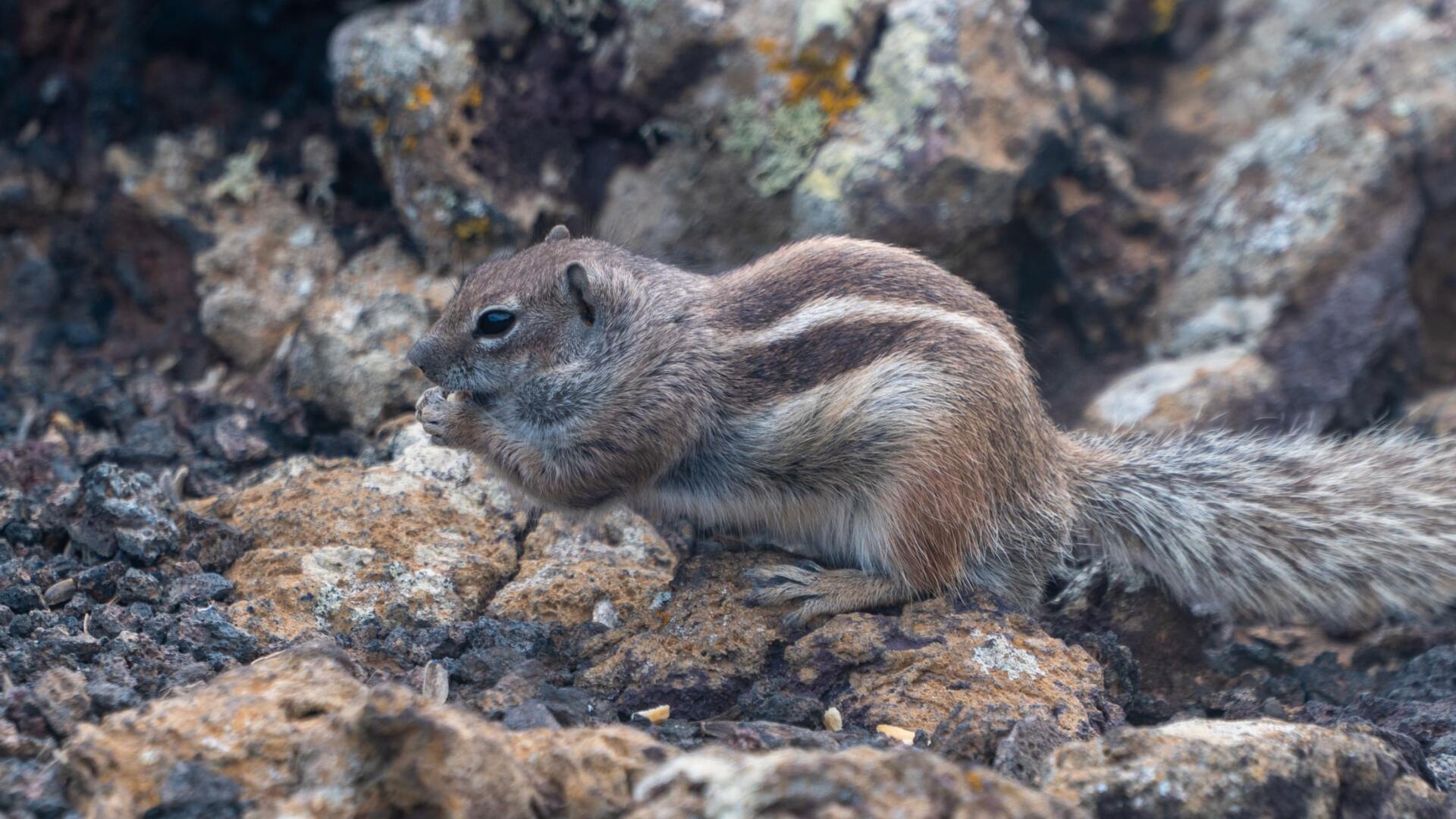 removal of unwanted squirrel on property