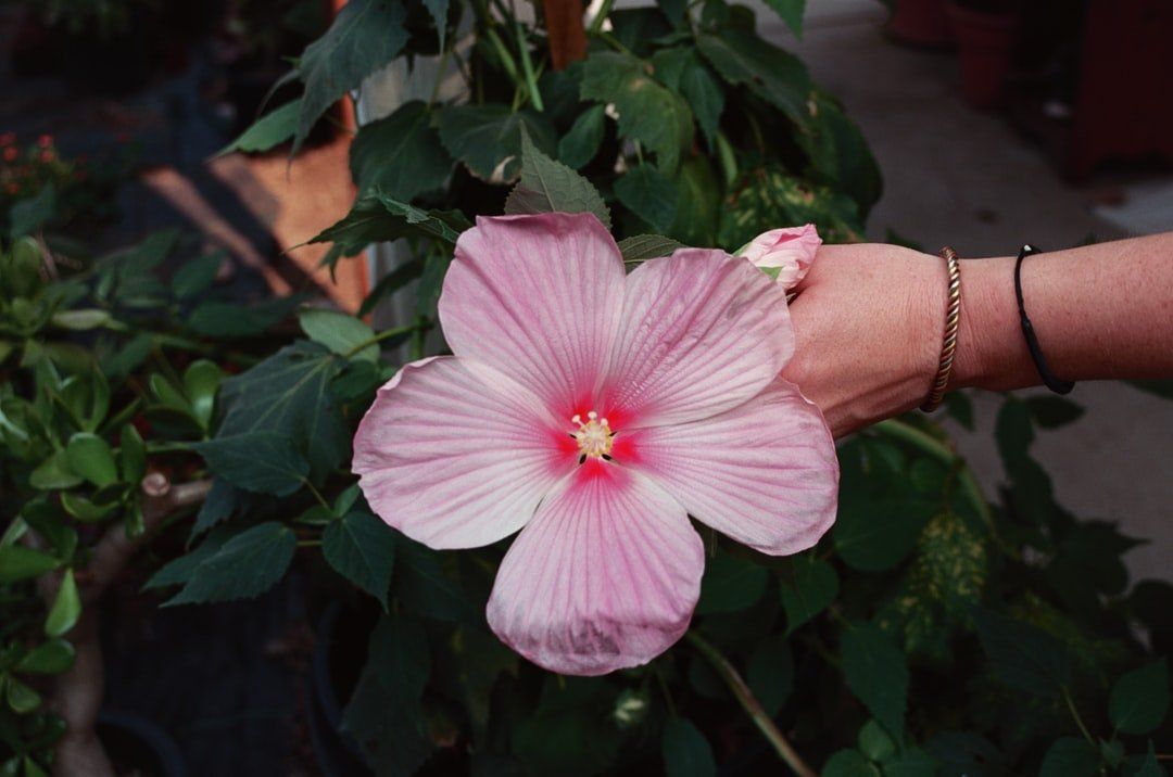 Abbotsford Landscaping flower