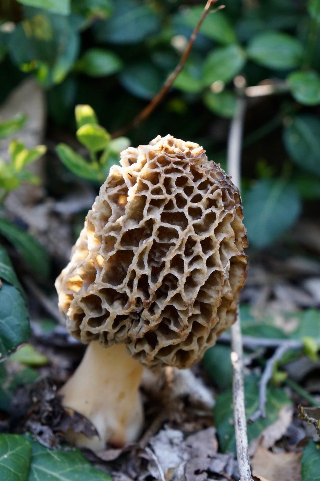 Morel mushroom myths