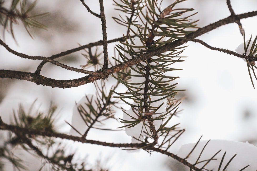 pine tree branch in winter