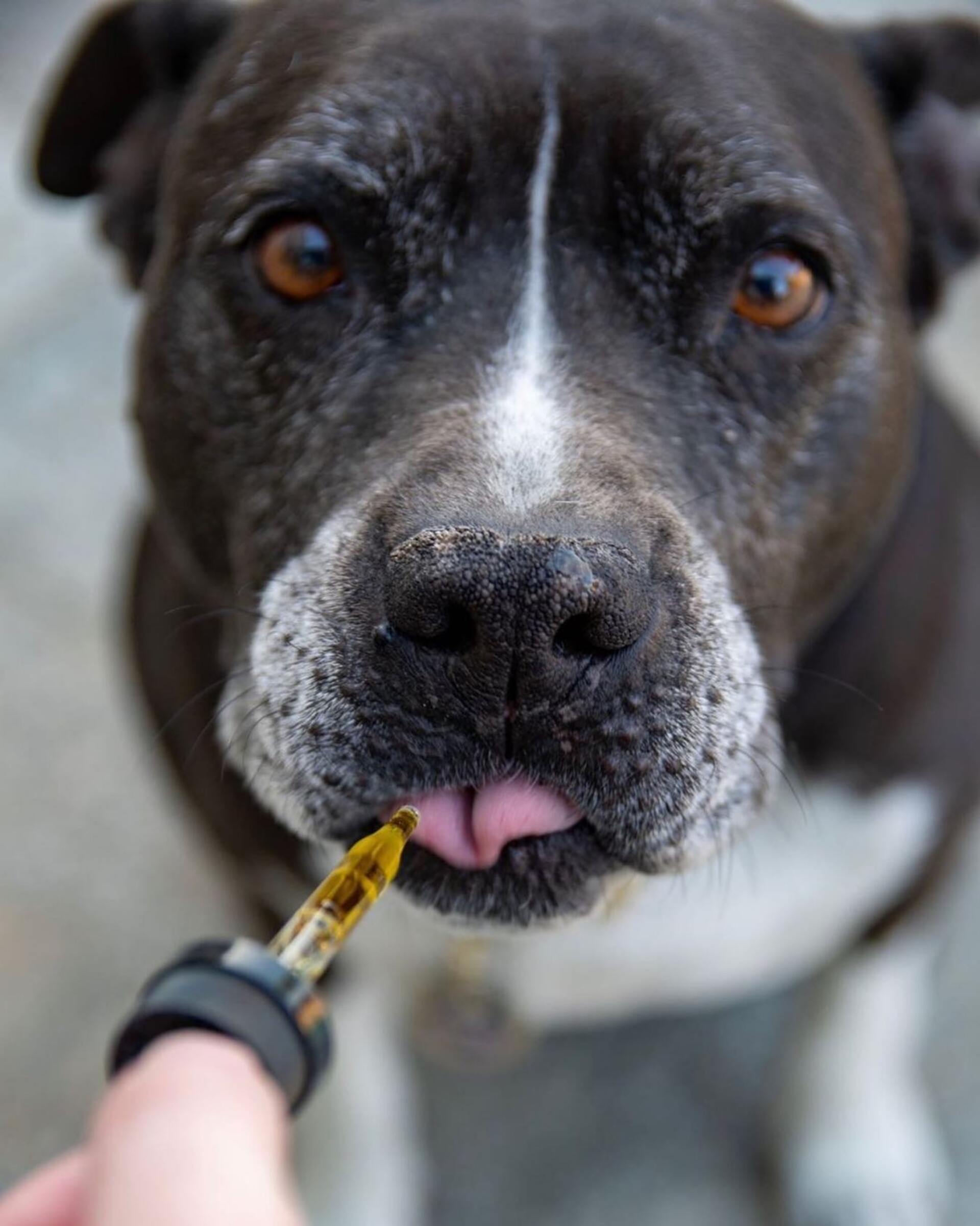A dog getting medicine