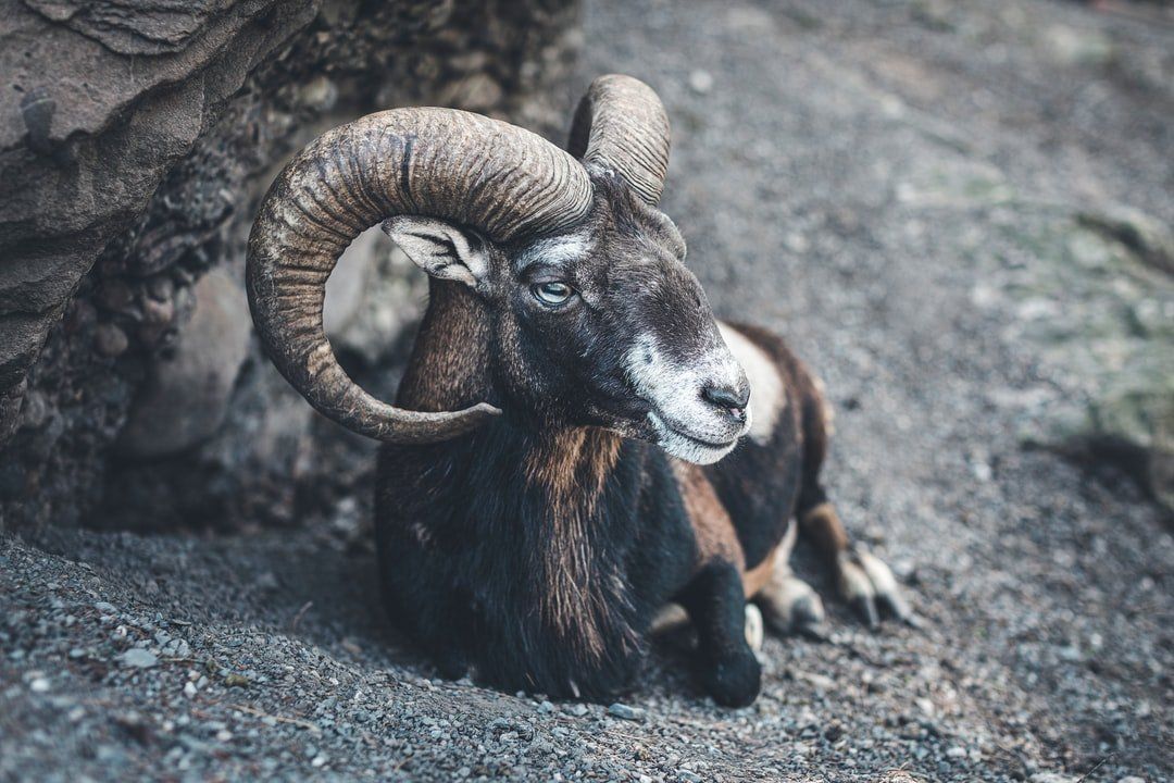 Aries Aries the Ram