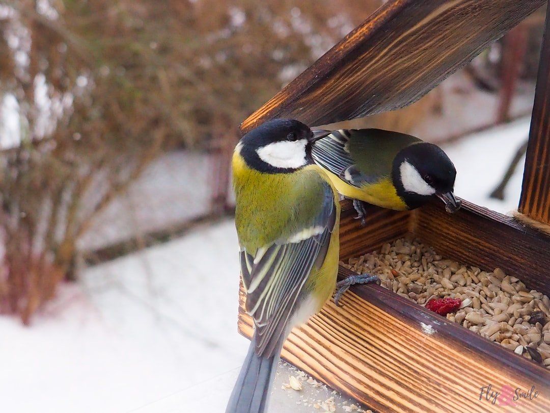 Great tit at a bird table. Birdersmarket Free online birdwatching magazine