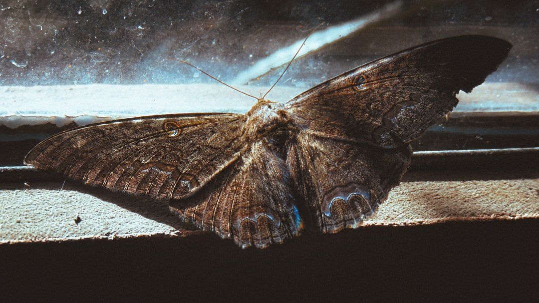 Moth on the Window  - Pest Control in Sunshine Coast, QLD