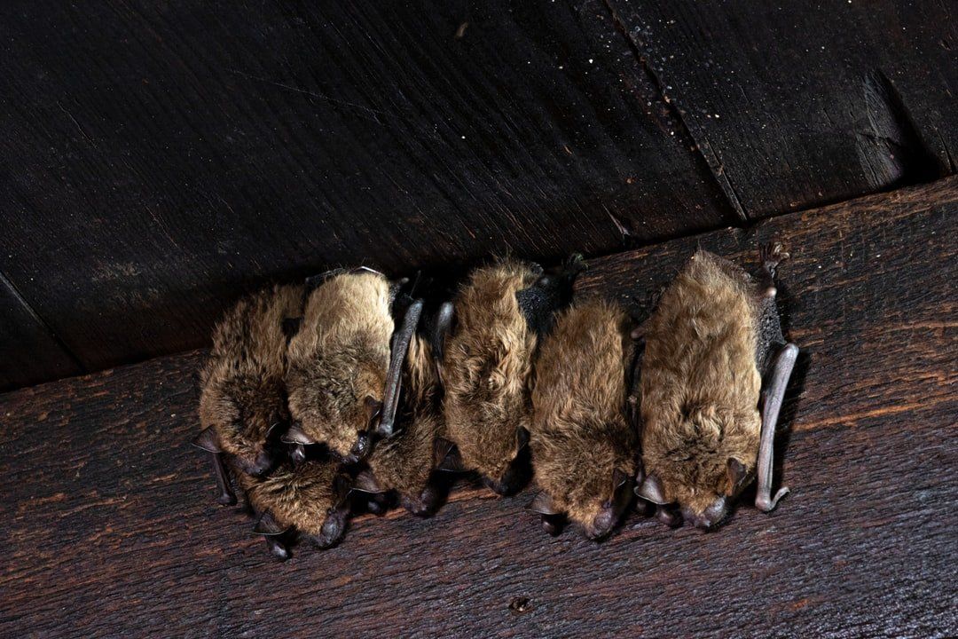 bats-hanging-upside-down