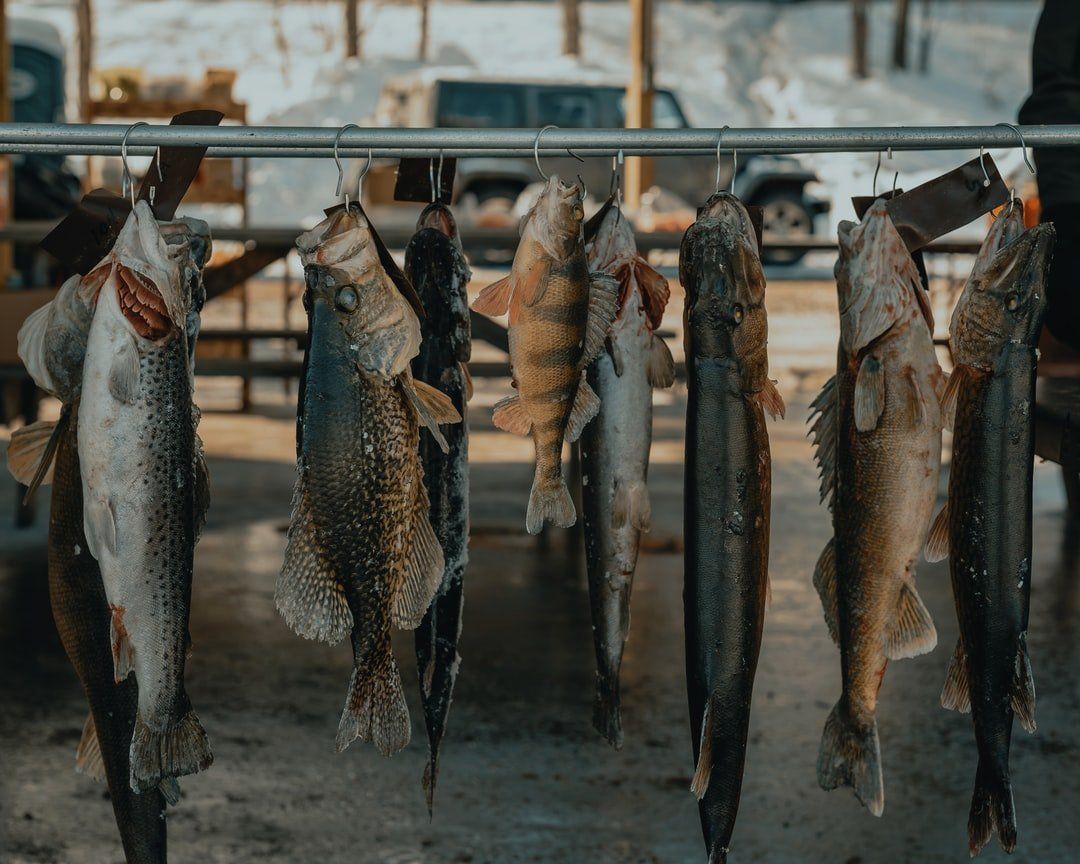 A bunch of fish are hanging on a metal bar.