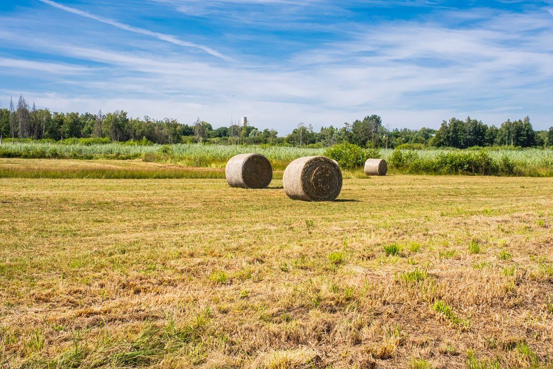 Hay bales are sitting in a field on a sunny day.