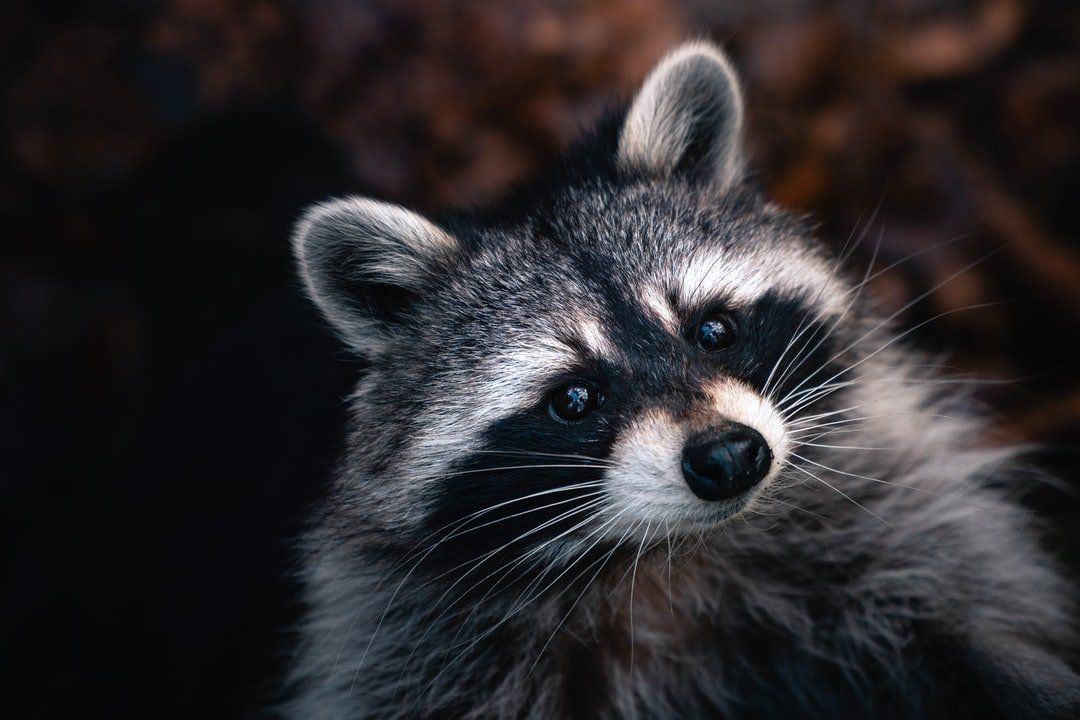removal of unwanted raccoon on property