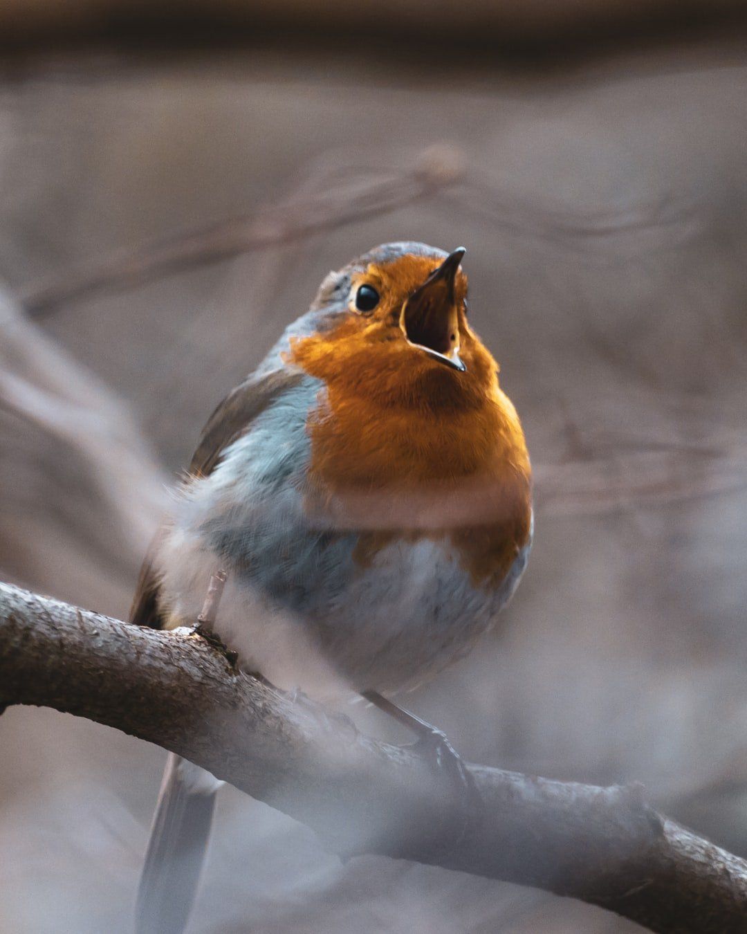 how to feed wild birds. Free online birdwatching magazine