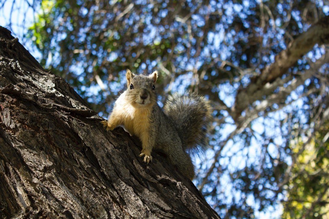 Removal of unwanted squirrel in home attic