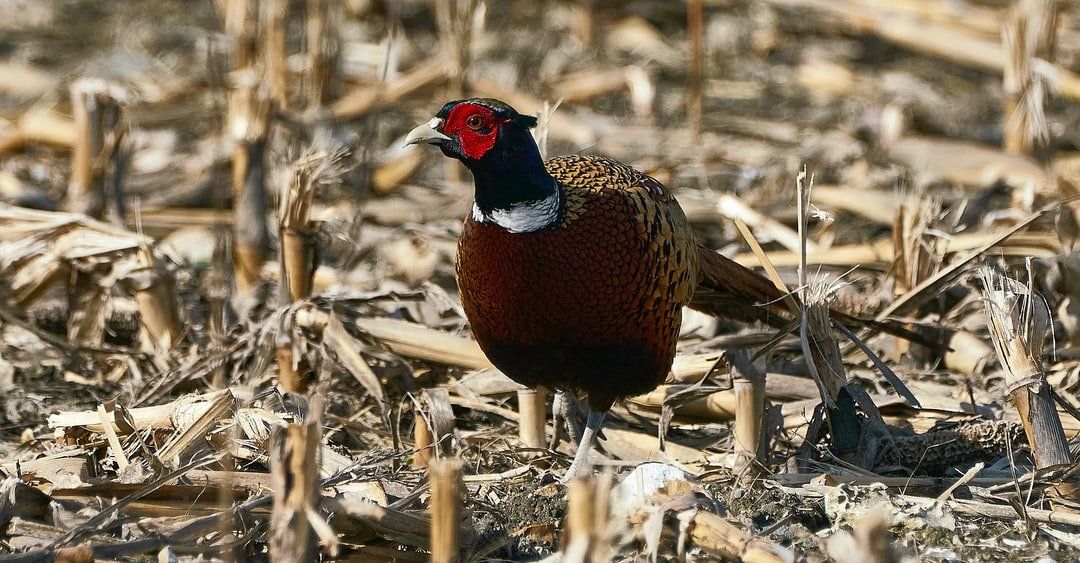 Ringneck Pheasants for Sale