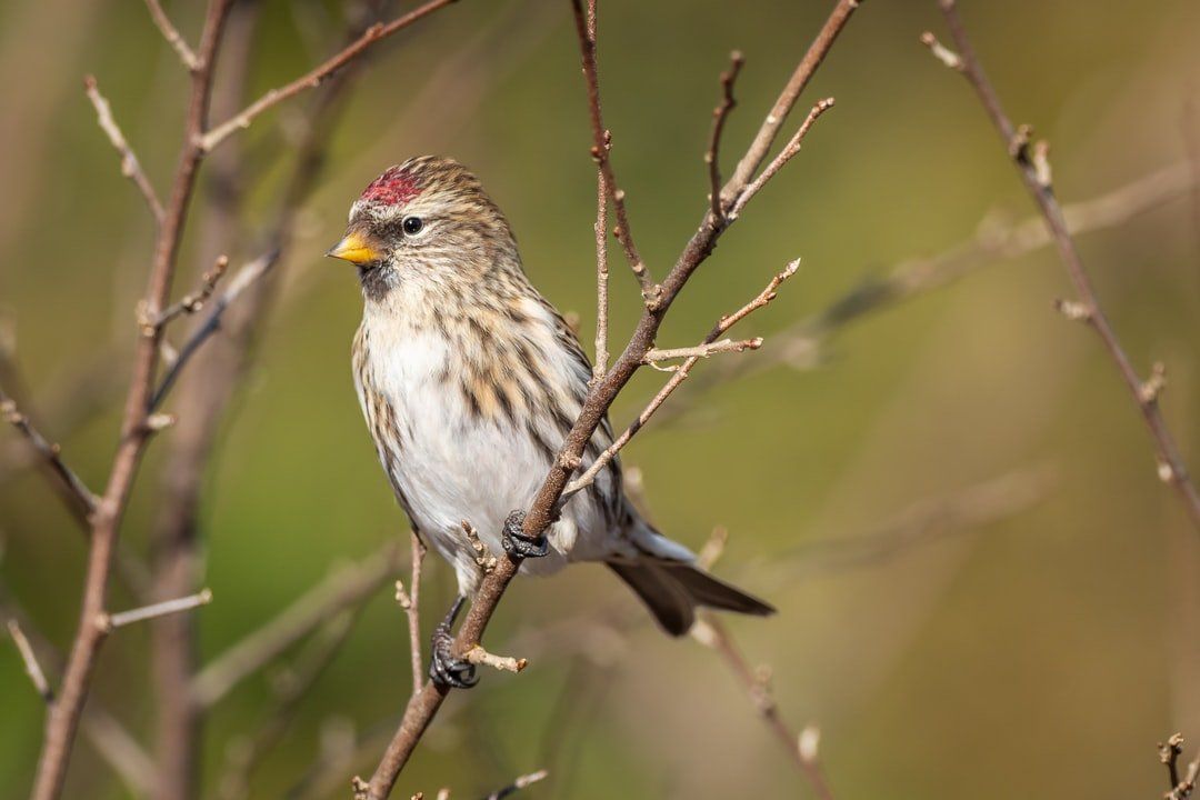 how to feed wild birds. Free online birdwatching magazine