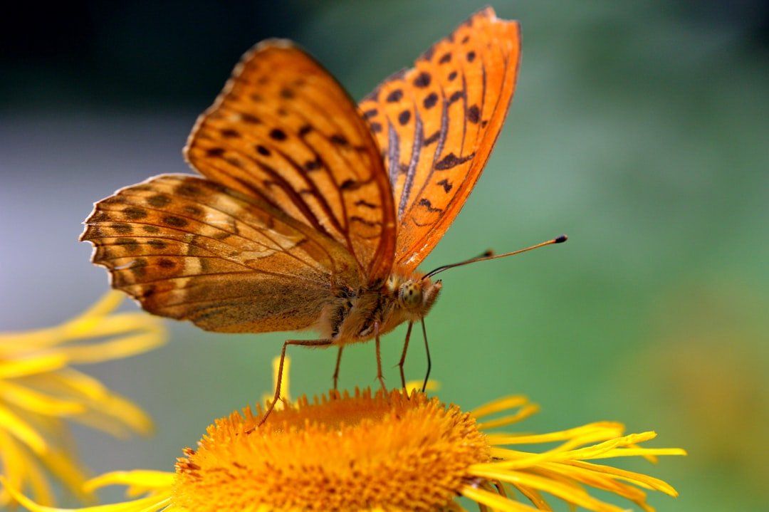 Schmetterling
