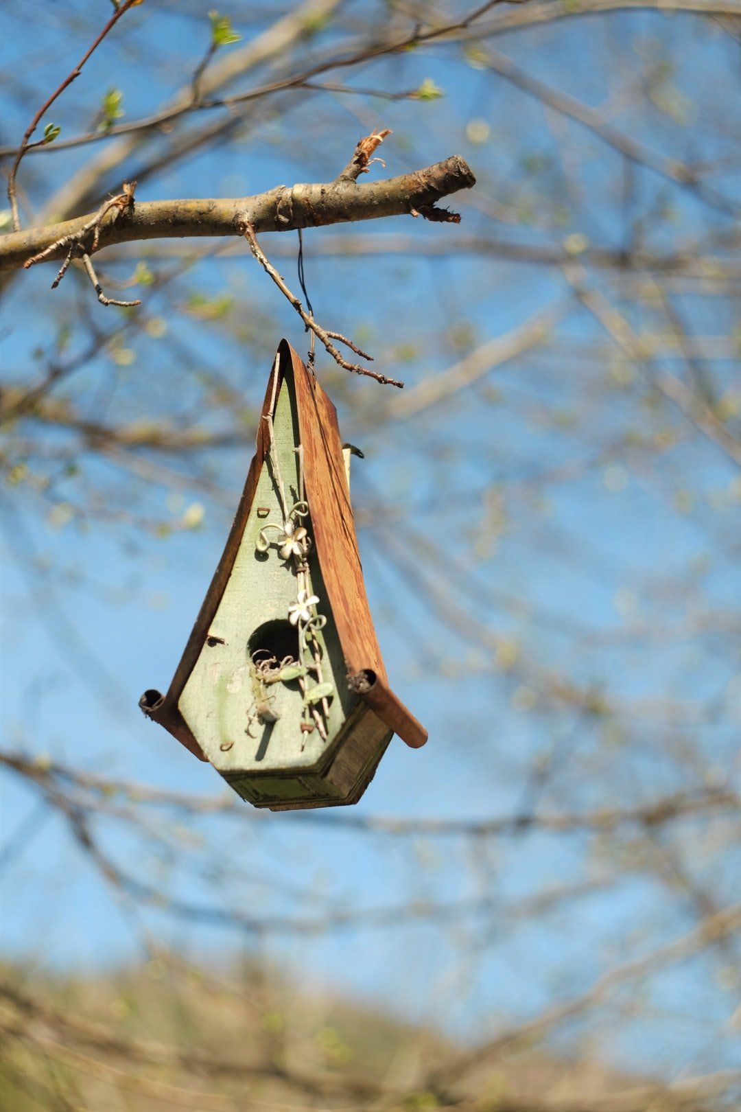 How to design a nest box. Birdersmarket Free online birdwatching magazine