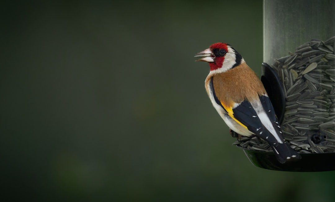 food for goldfinches