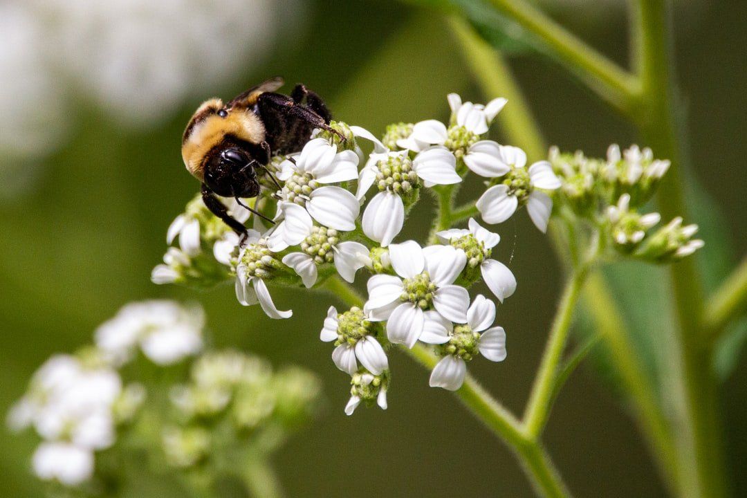 Allergy Affiliates - Insects