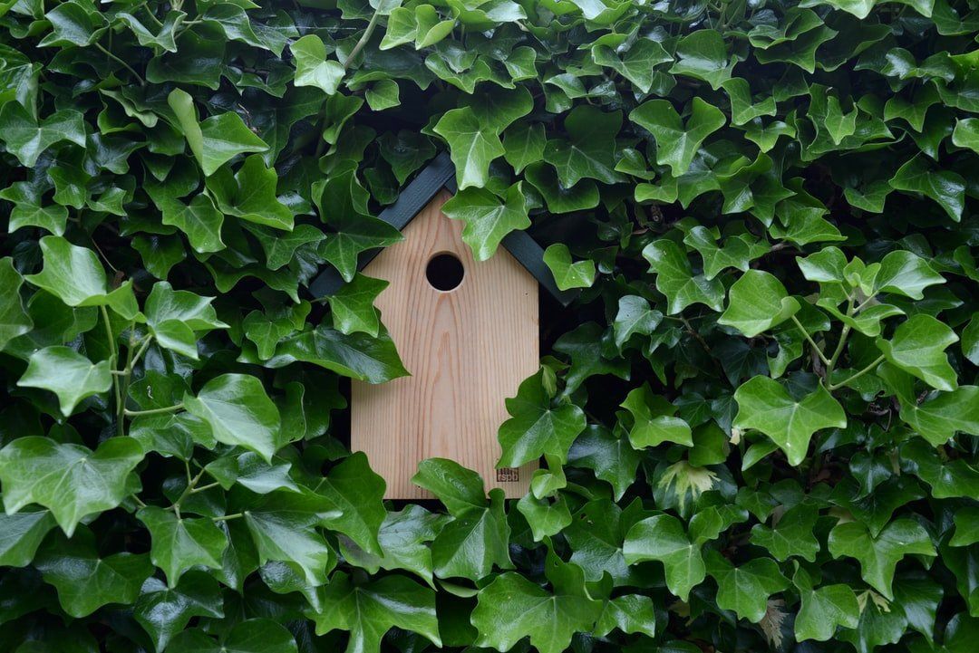 Where to put a nest box. Birdersmarket Free guide to birds and birdwatching